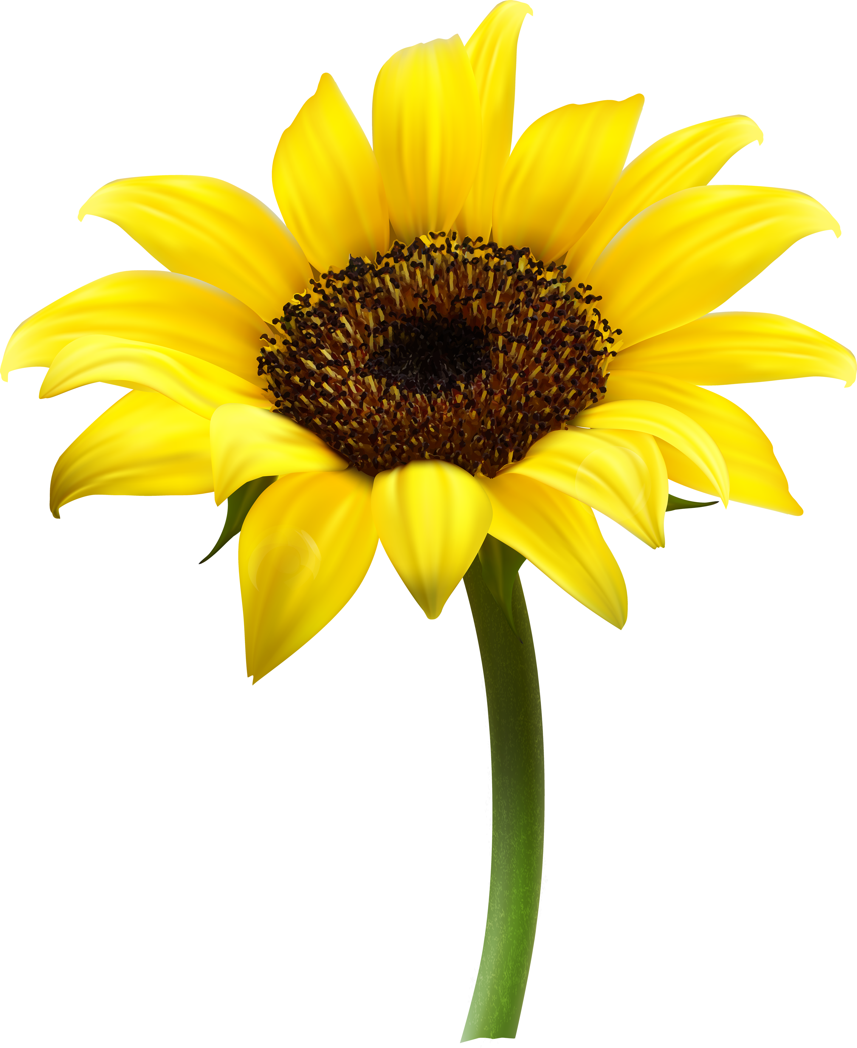 Free Free 72 Transparent Background Realistic Sunflower Svg SVG PNG EPS DXF File