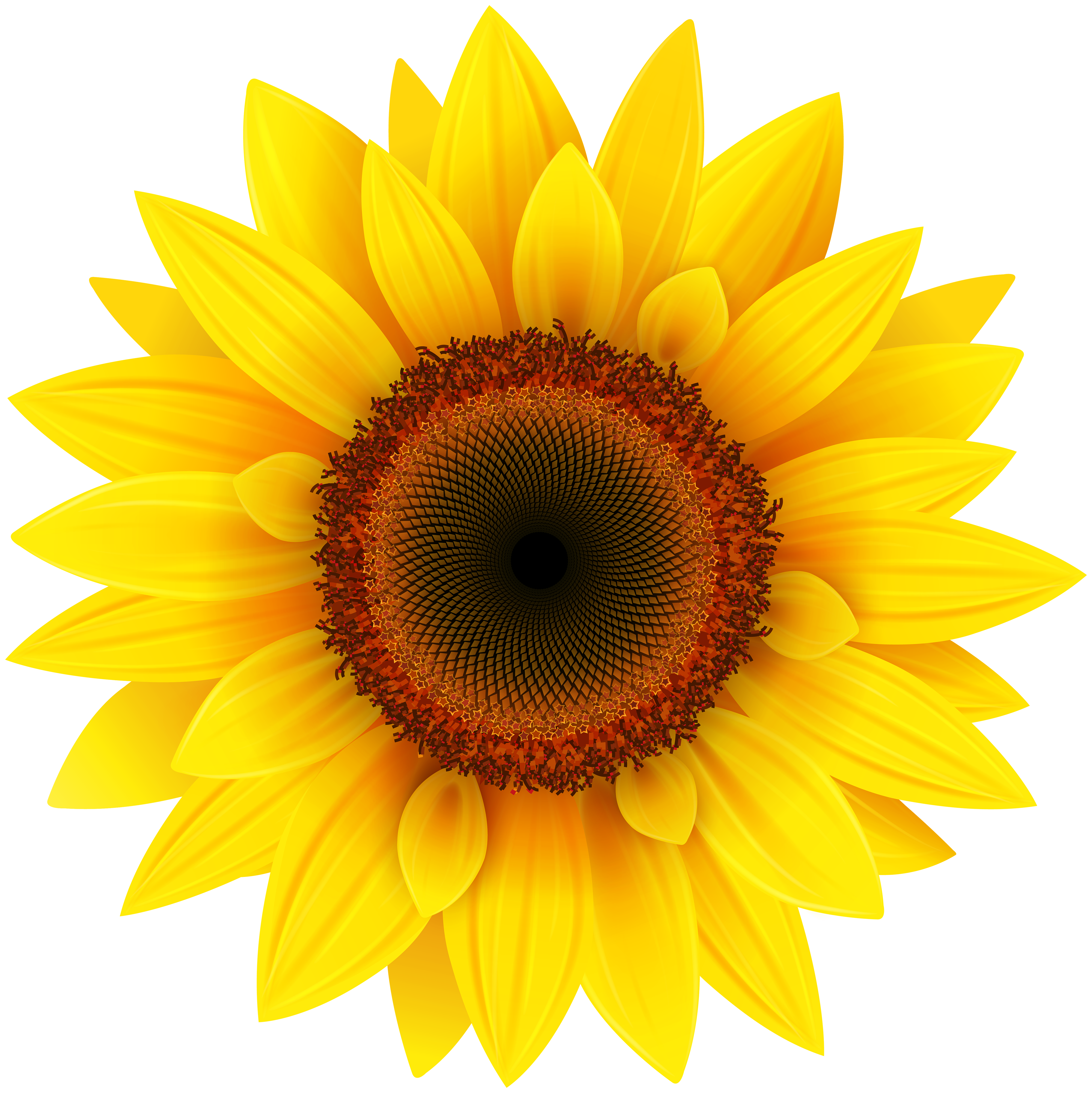 sun flower png