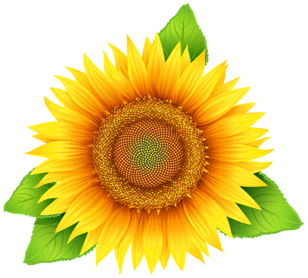 clipart free sunflower