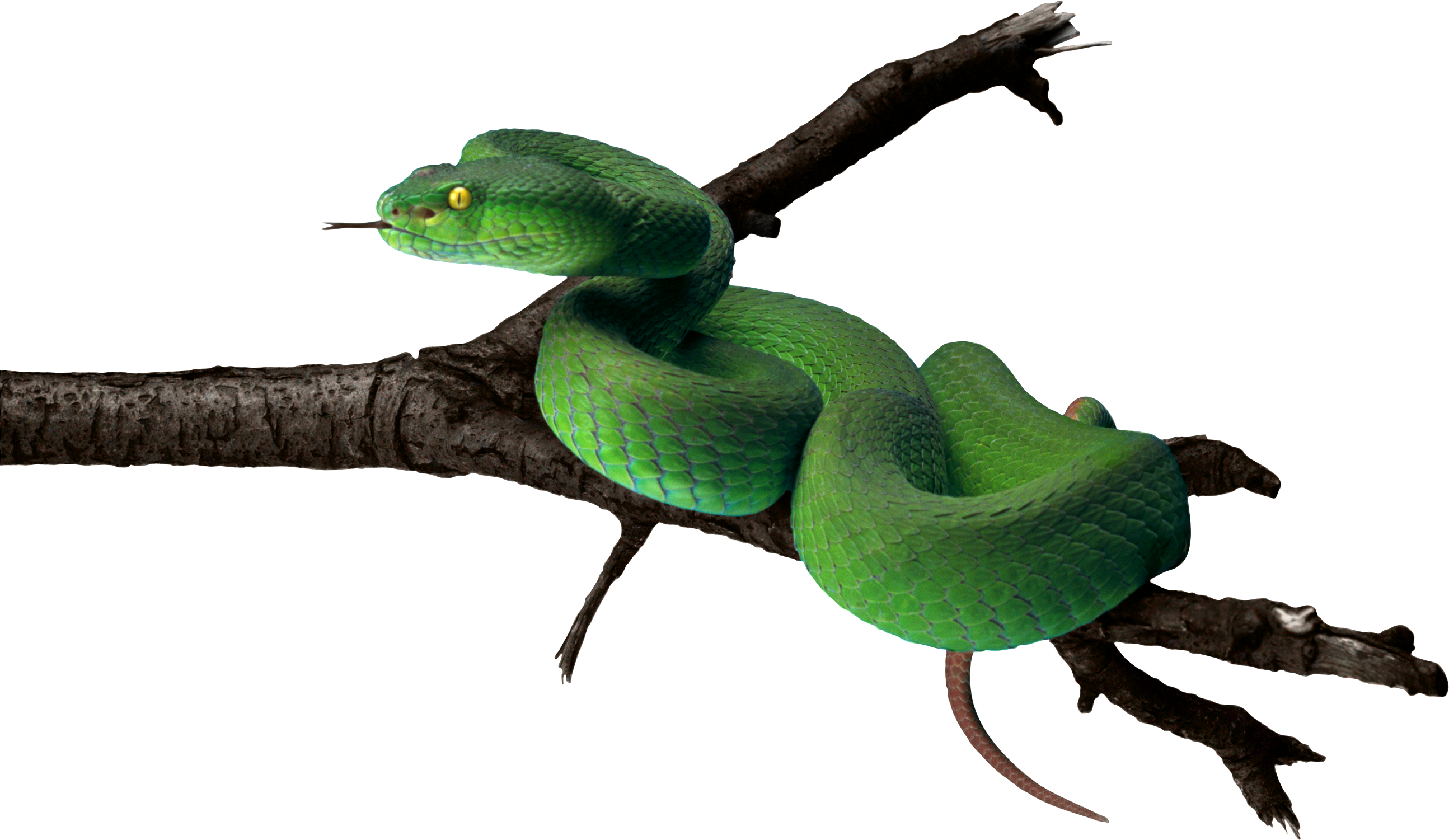 rainforest clipart rainforest snake