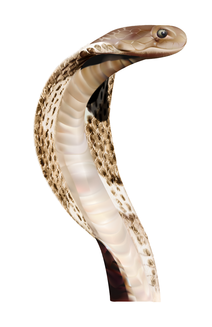 clipart designs snake