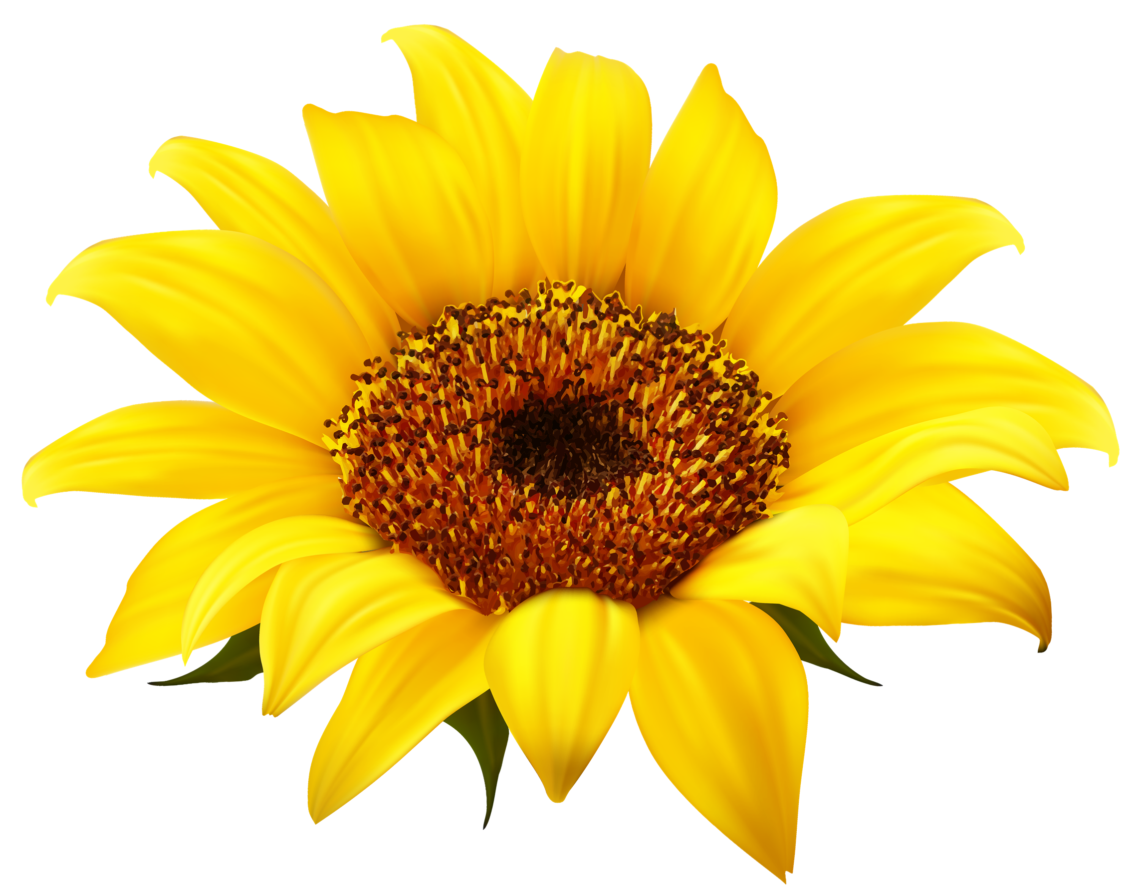 red clipart sunflowers
