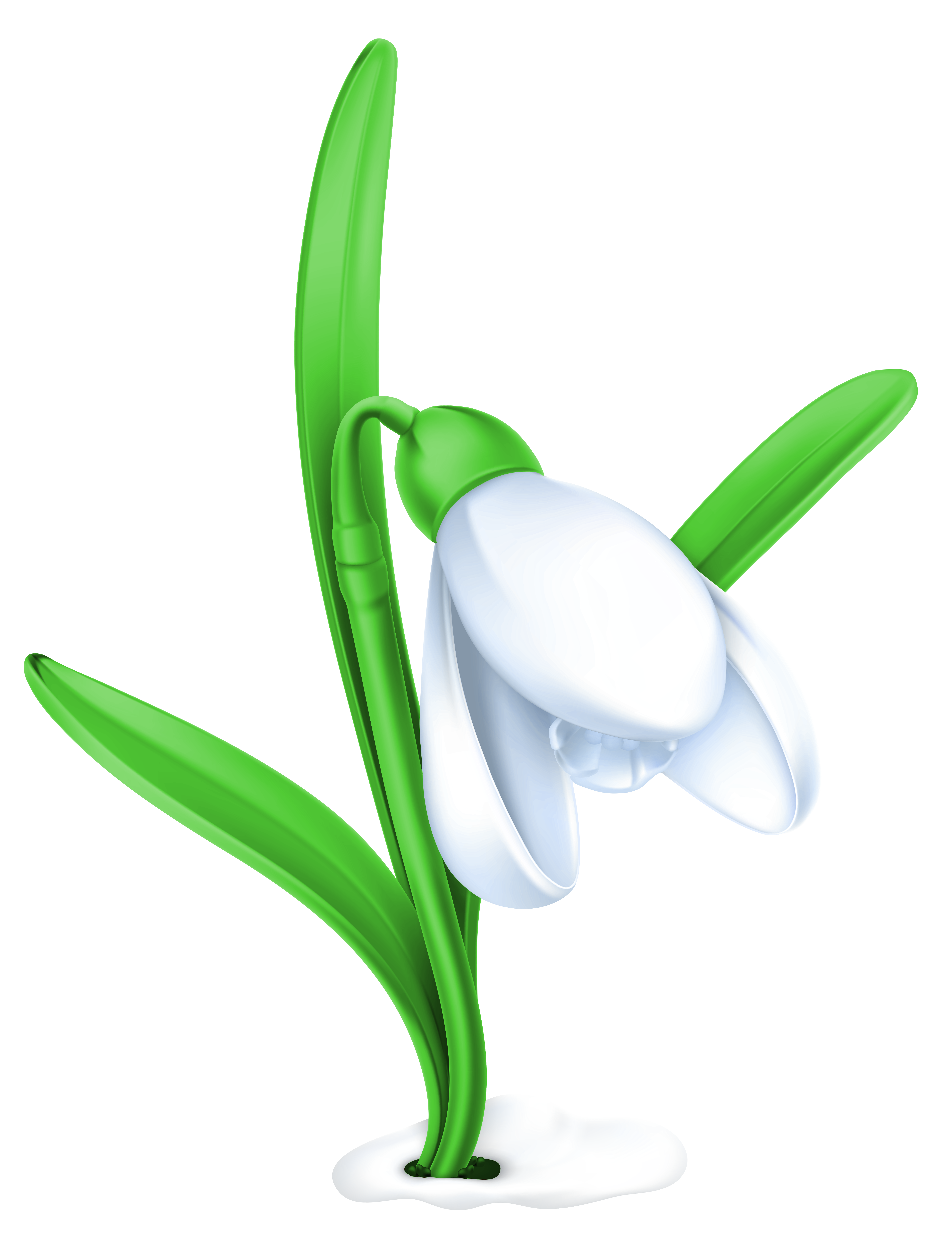 Daffodil clipart hosta. Transparent snowdrop png picture