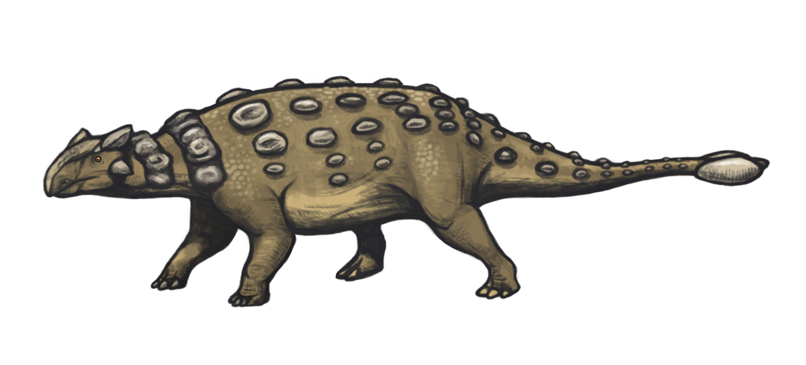 Clipart dinosaur ankylosaurus. Stegosaurus hadrosaurus pachycephalosaurus