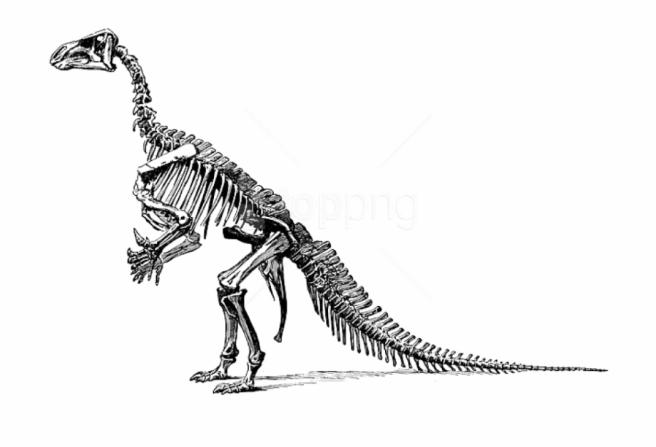 clipart dinosaur dinosaur bone