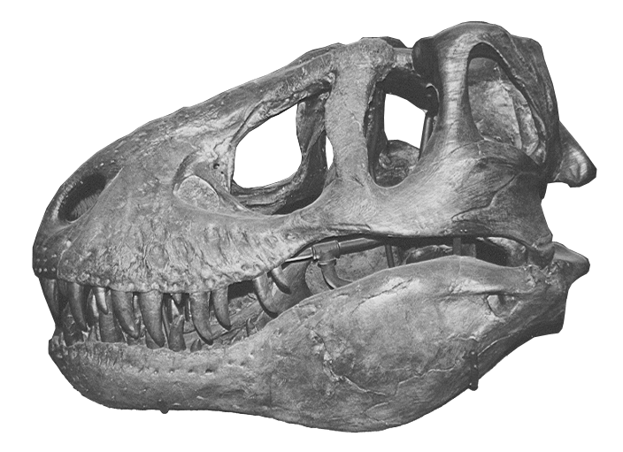 Fossil clipart t rex fossil. Skull transparent png stickpng