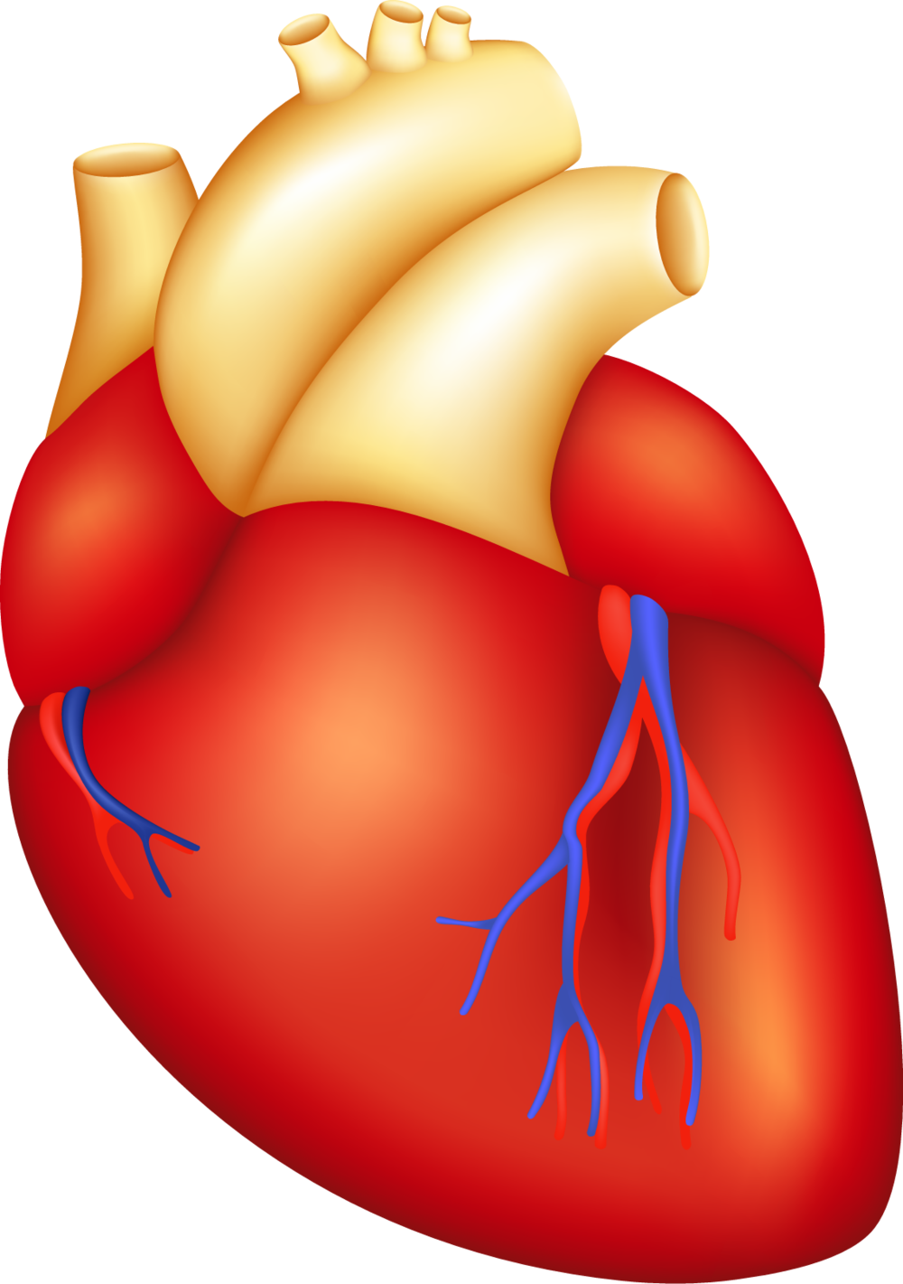 Havasu cardiac surgery . Doctor clipart heart