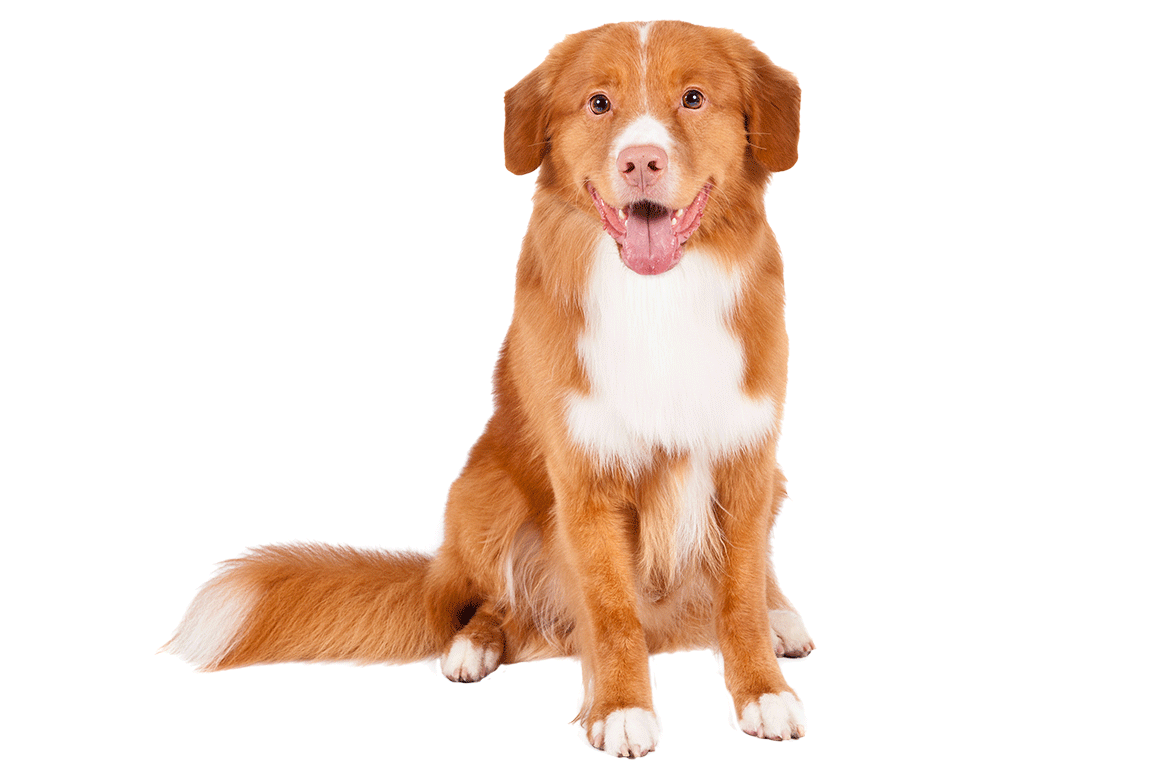 Image result for toller. Clipart dogs duck
