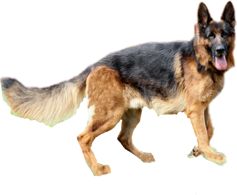 dogs clipart german shepherd