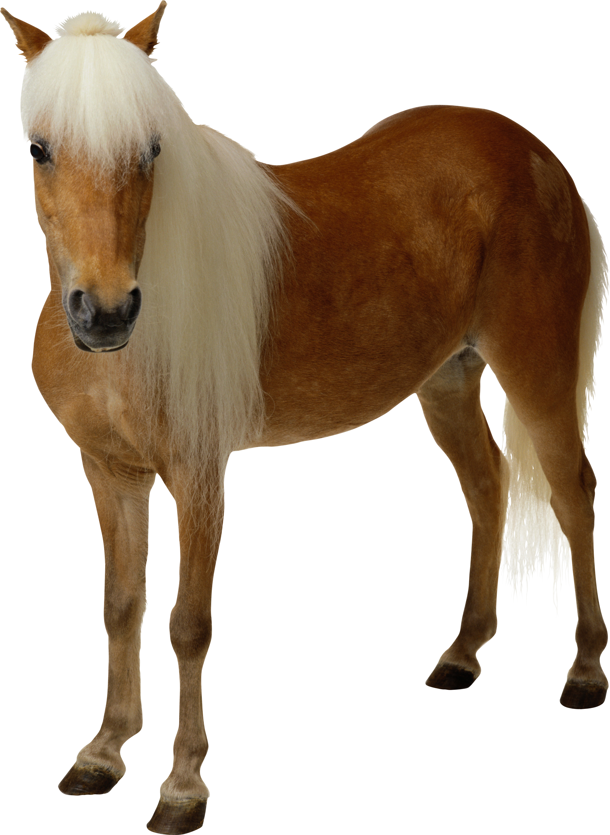 Sad clipart horse. Transparent png image web