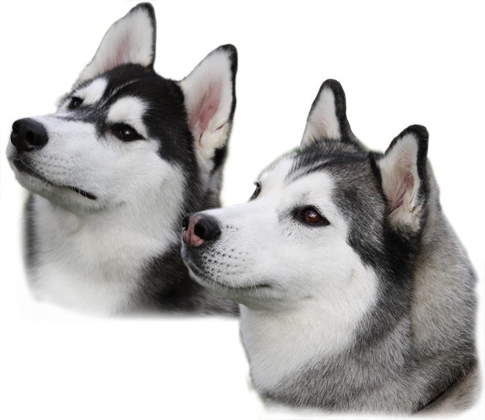 Png image . Clipart dogs husky