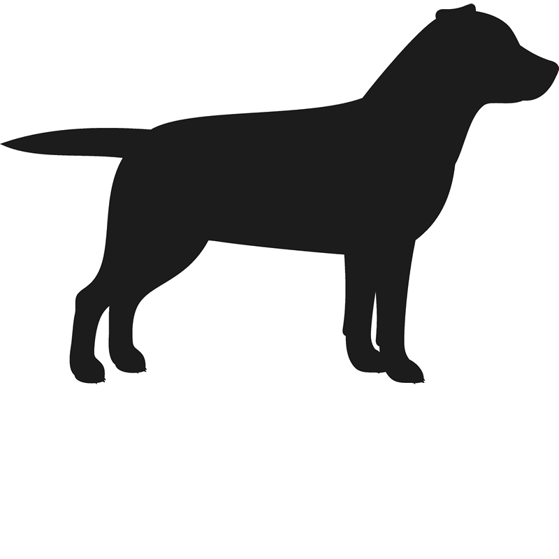 clipart dog labrador