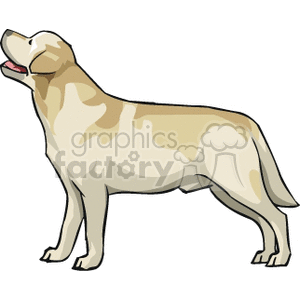 Retriever royalty free . Clipart dog labrador