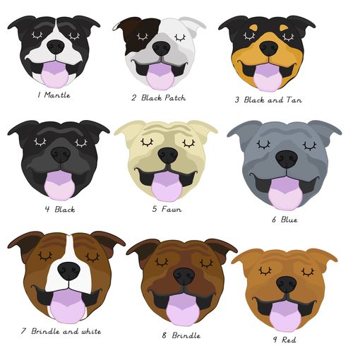clipart dogs staffy