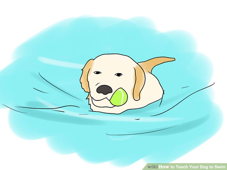 dog clipart swim