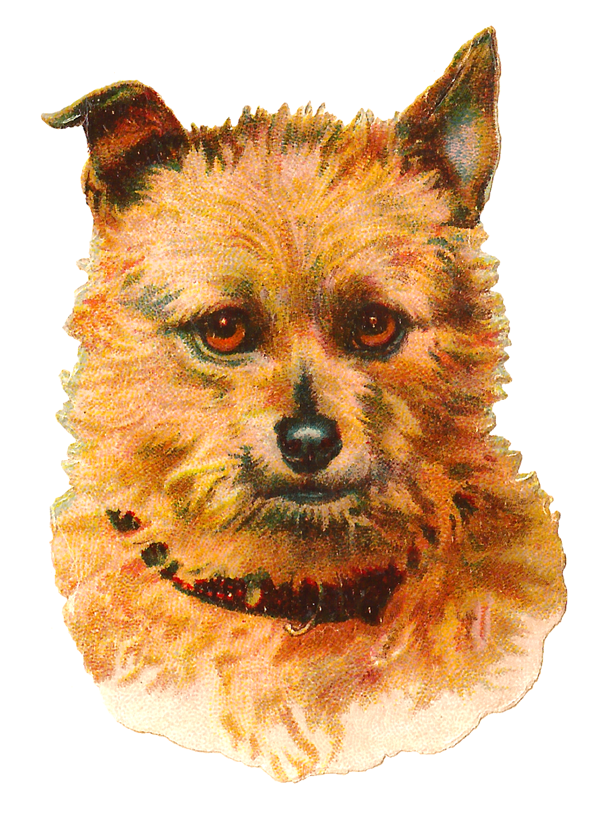 Clipart dog watercolor. Antique images australian terrier