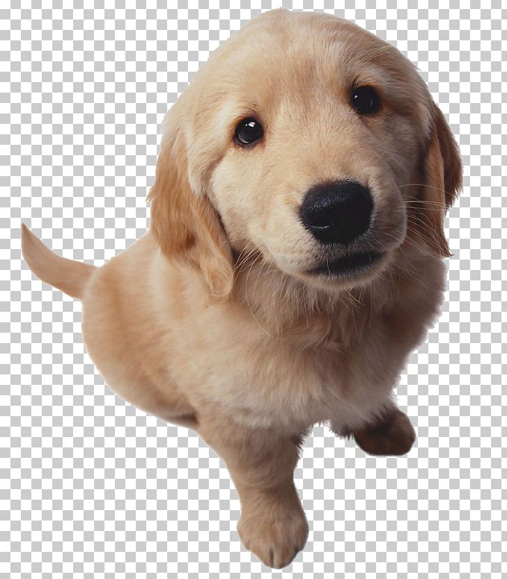 clipart dogs beige