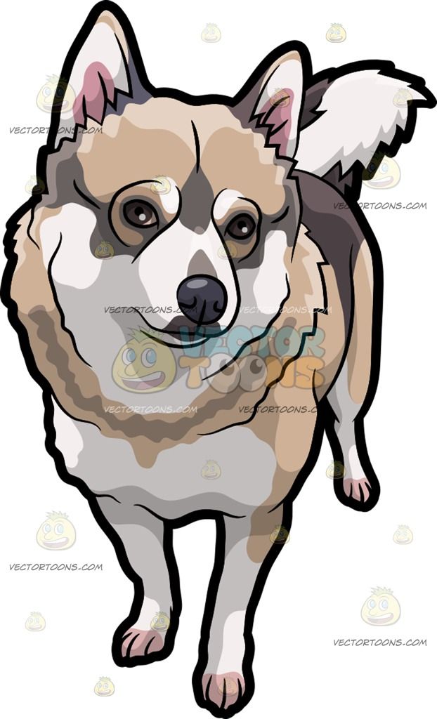 Dogs clipart beige. A pretty dog standing