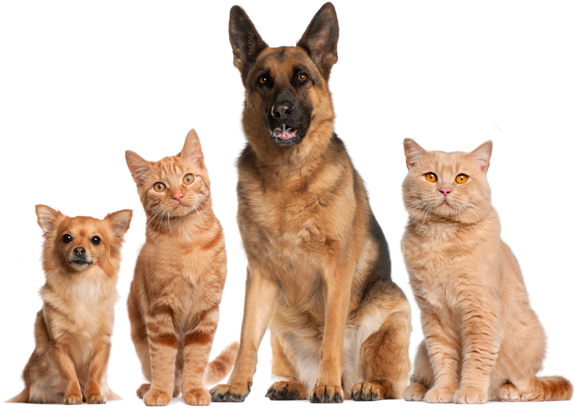 clipart dogs family