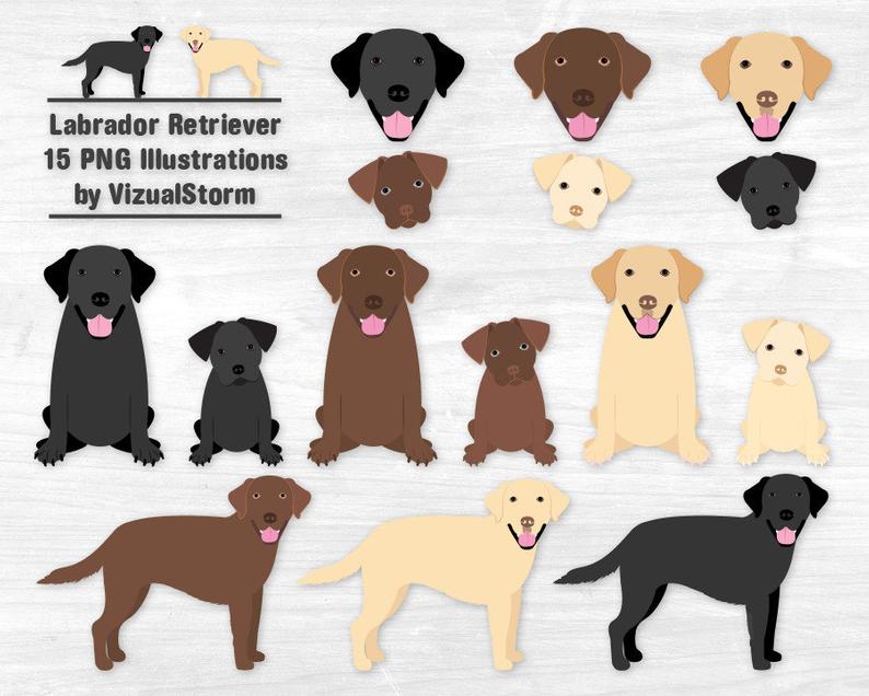 Clipart dogs labrador. Retriever black lab chocolate