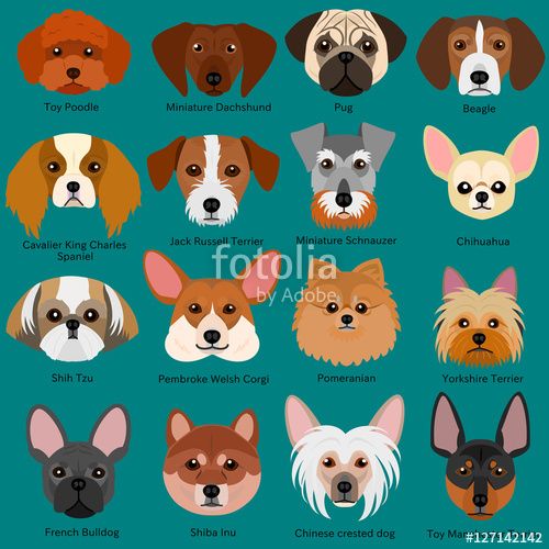dog clipart name