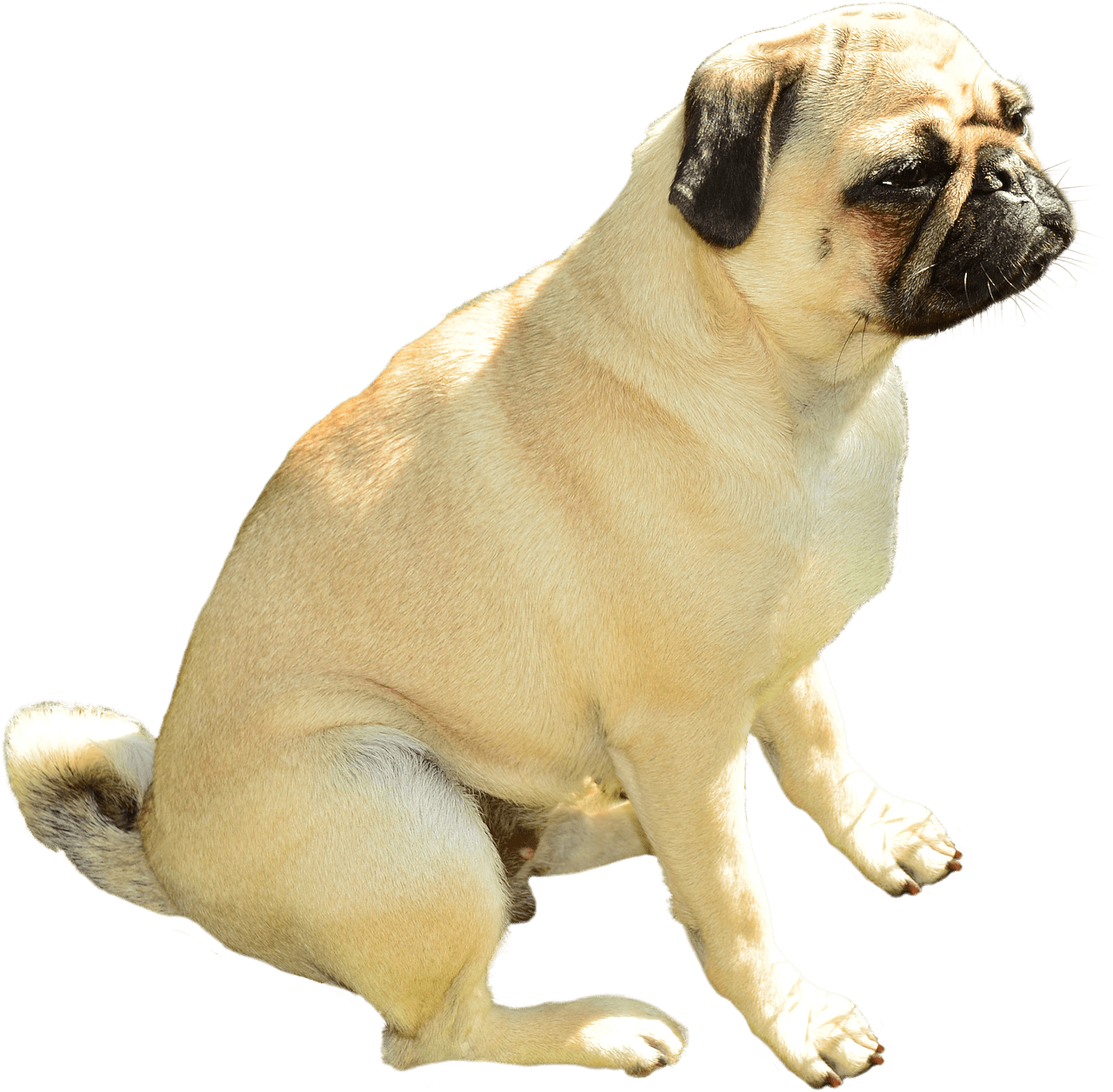 dogs clipart pug