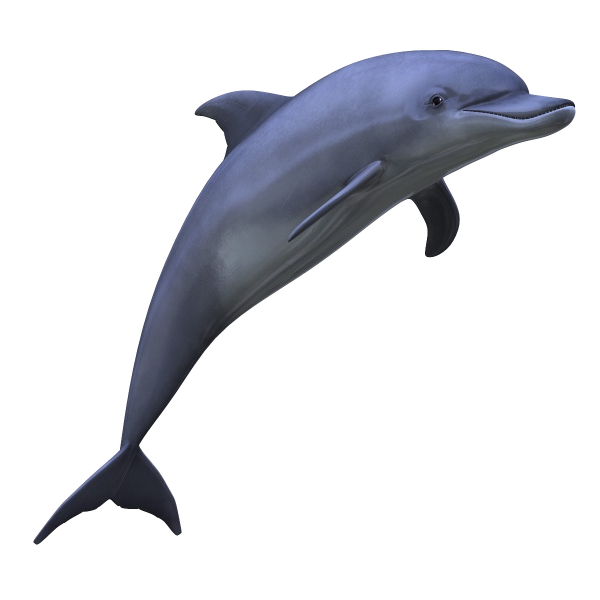 dolphin clipart gray dolphin