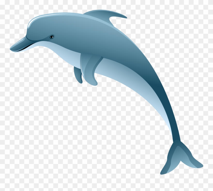 dolphin clipart school
