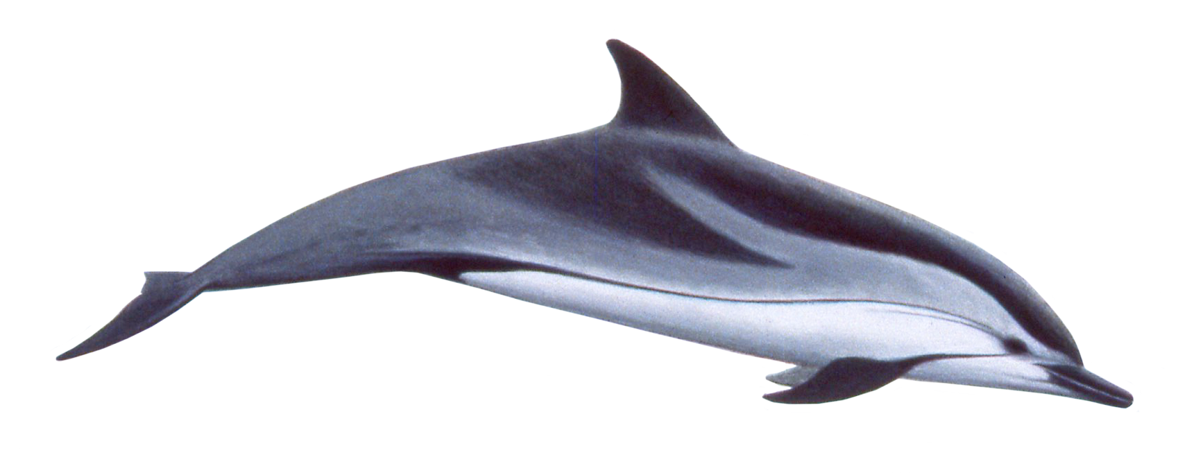 Cute swimming png image. Dolphins clipart dolphin family