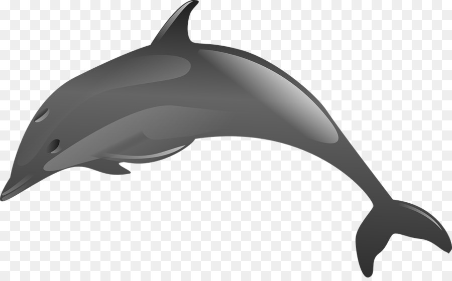 clipart dolphin colorful