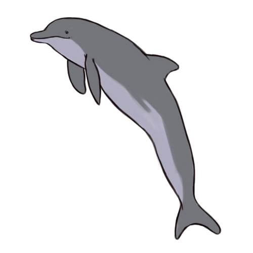 Free drawing colored download. Dolphin clipart colorful