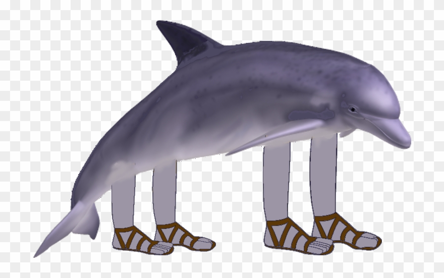 clipart dolphin copyright free