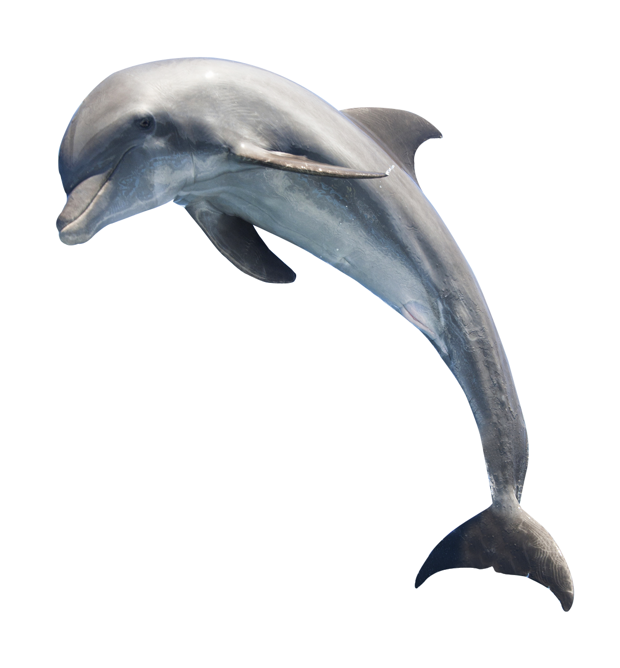 Png transparent free images. Dolphins clipart group dolphin