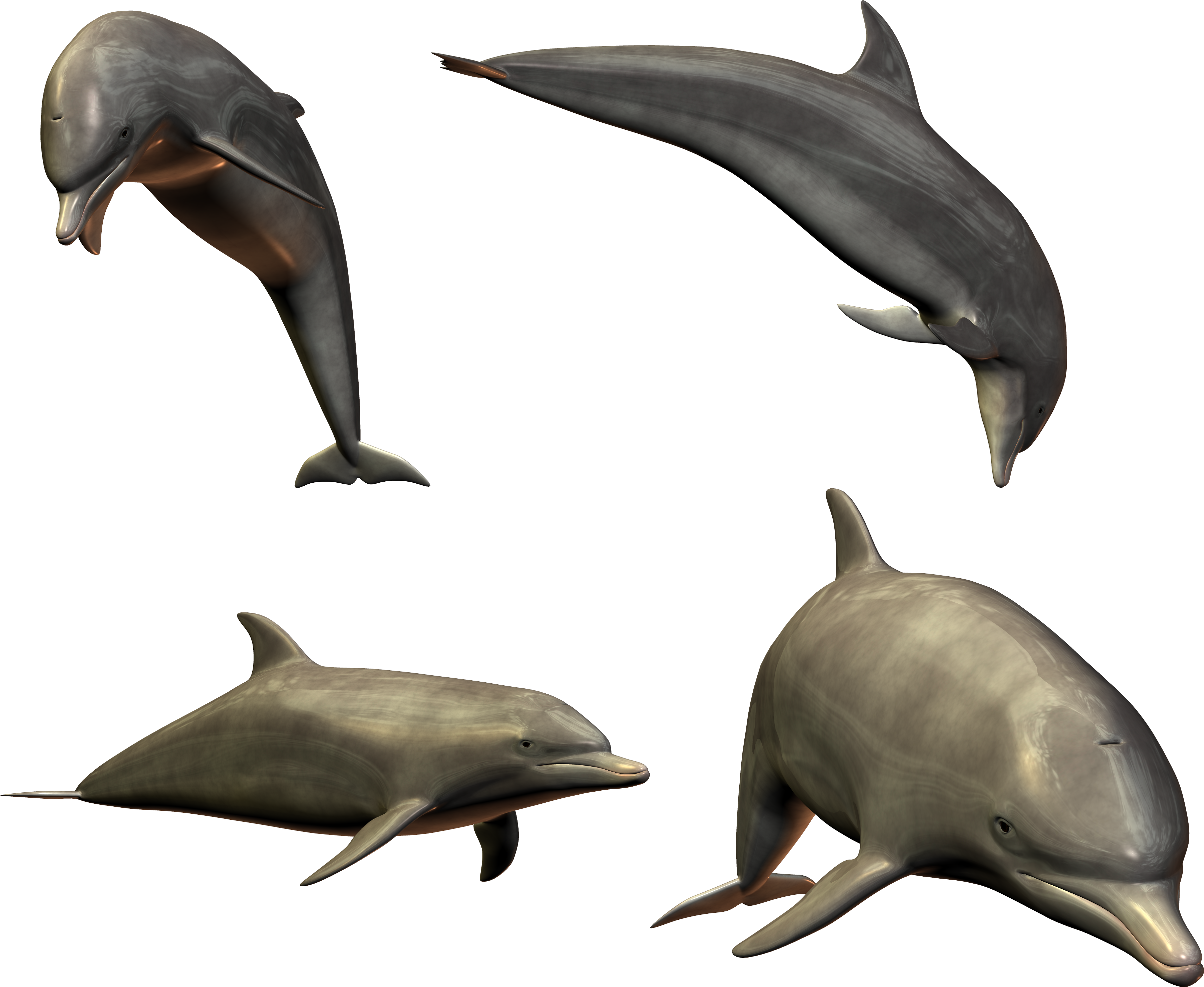 Dolphins clipart maui dolphin. Png image free download