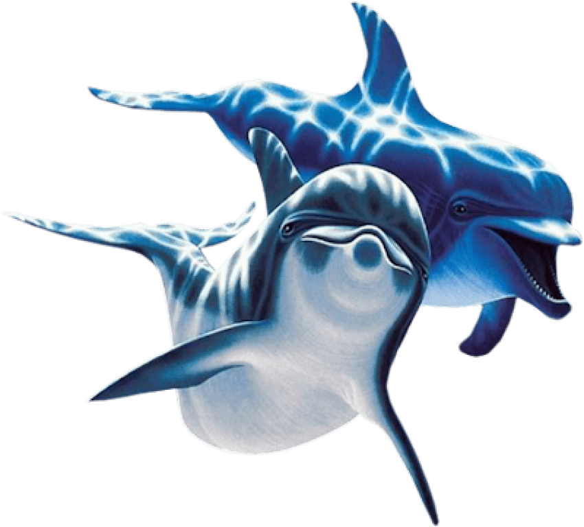 dolphin clipart dolfin