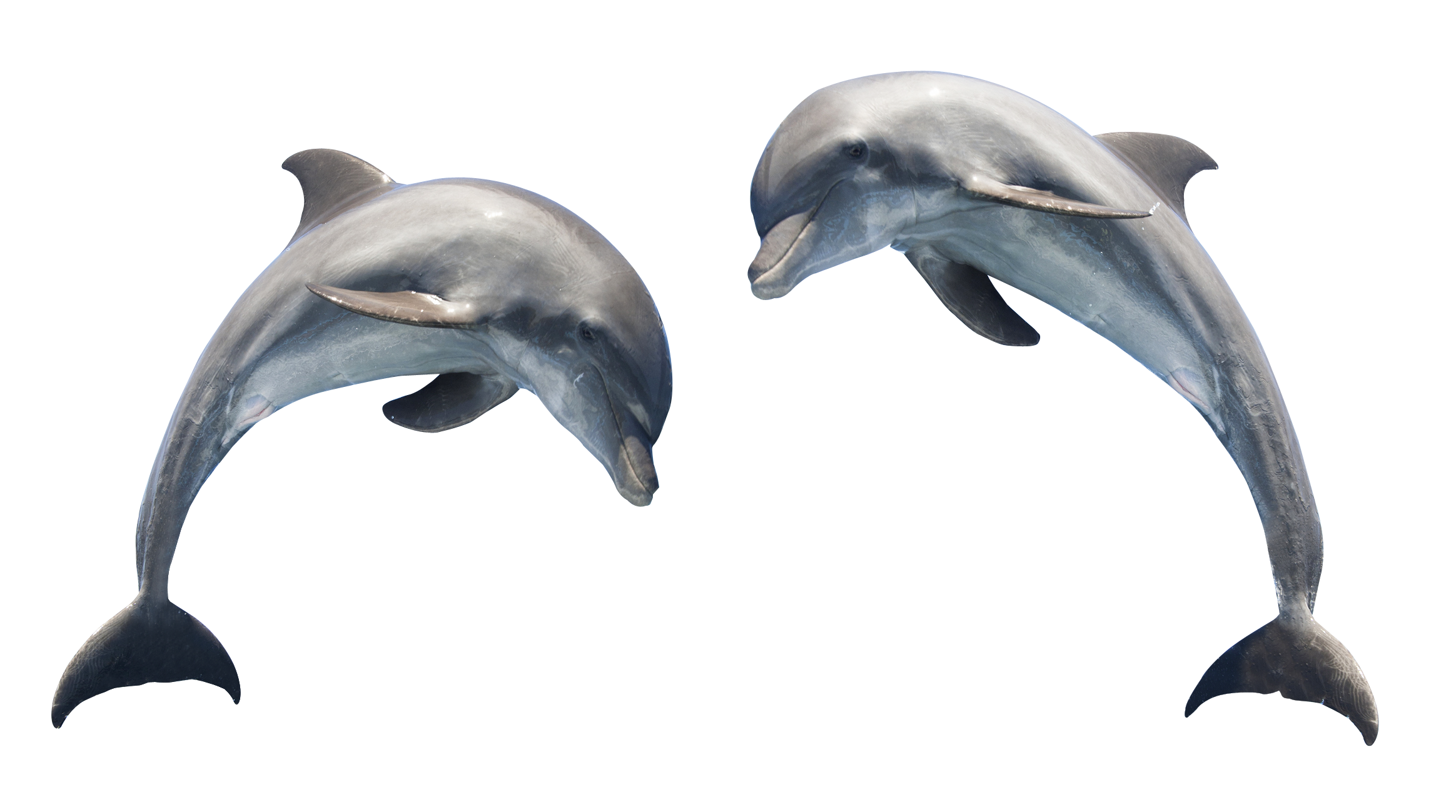 clipart dolphin dolfin
