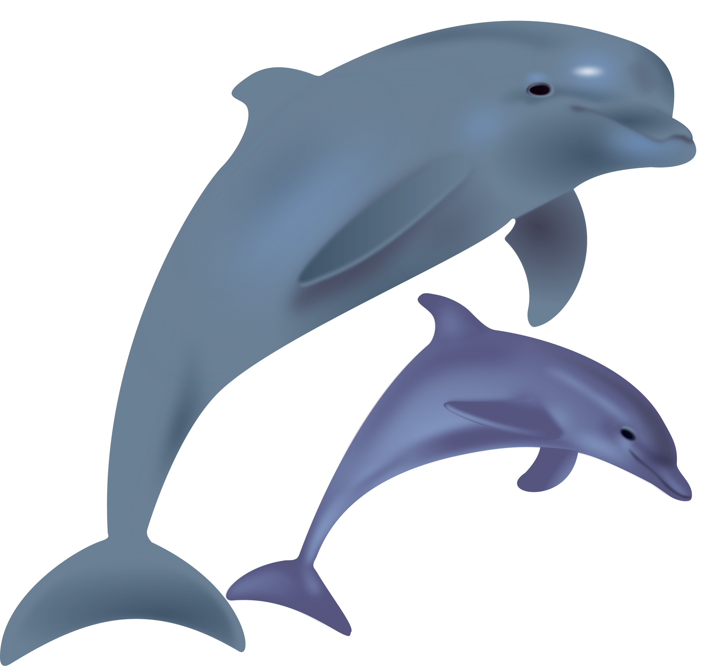 Dolphin dolphin animal