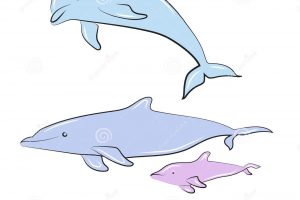 clipart dolphin dolphin family