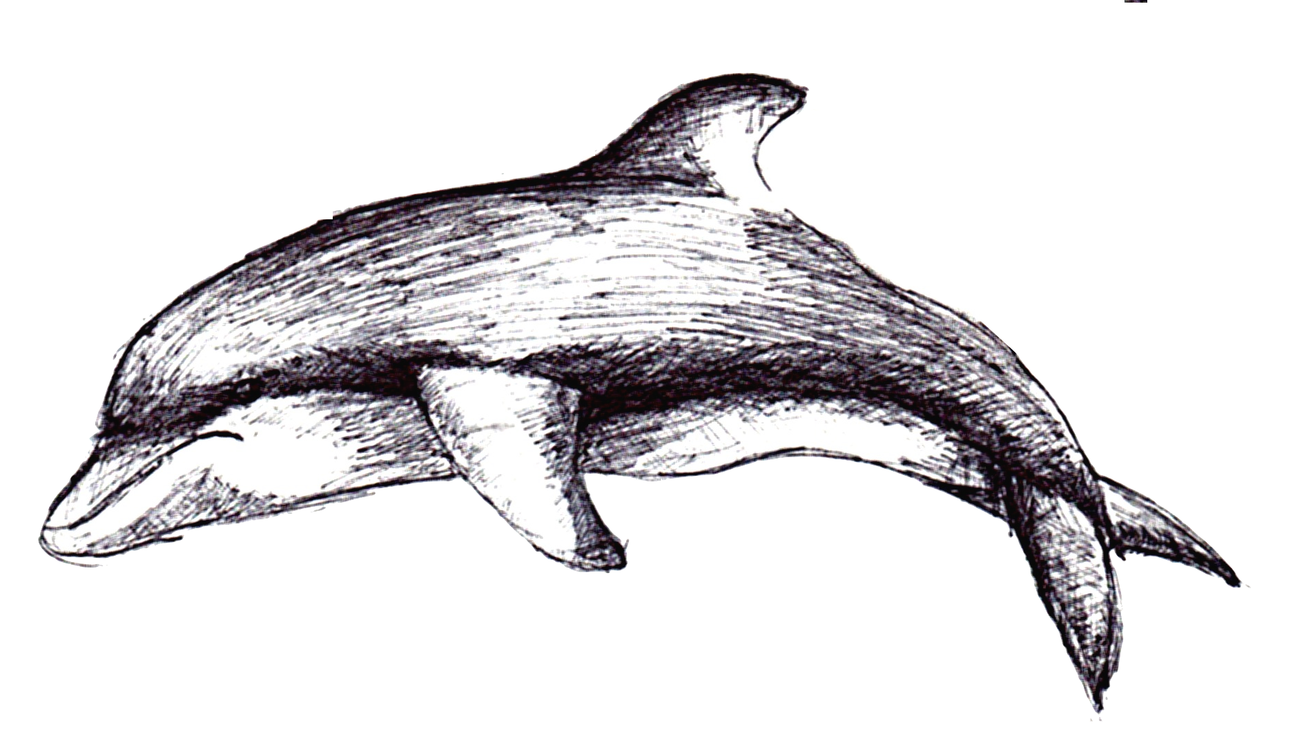 clipart dolphin dolphin pod