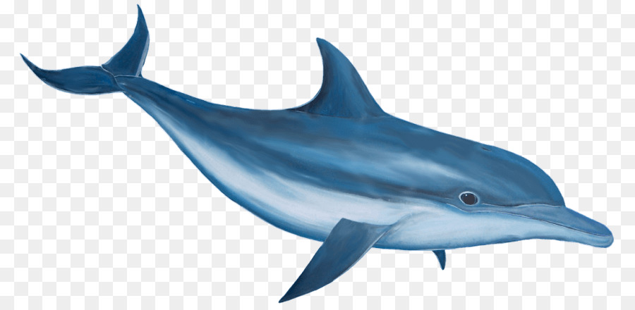 clipart dolphin dolphin tale