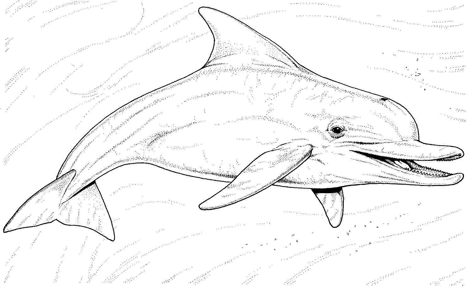 clipart dolphin dolphin tale