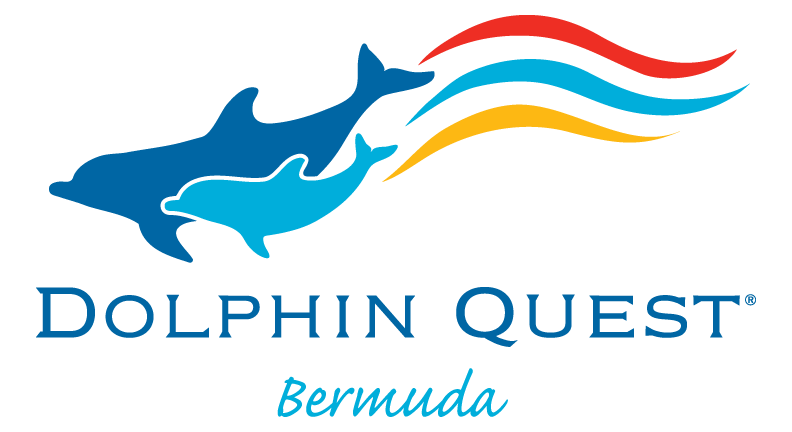 clipart dolphin dolphin trainer