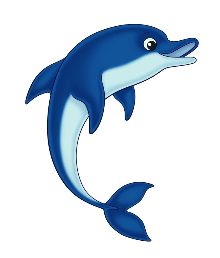 dolphins clipart water