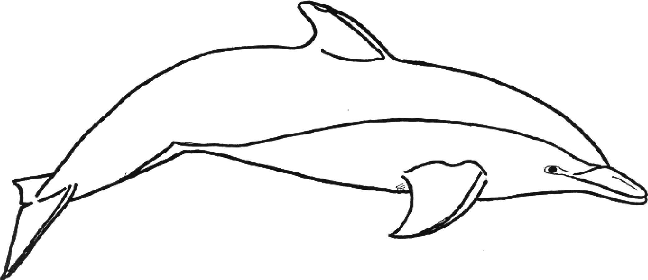 clipart dolphin drawable