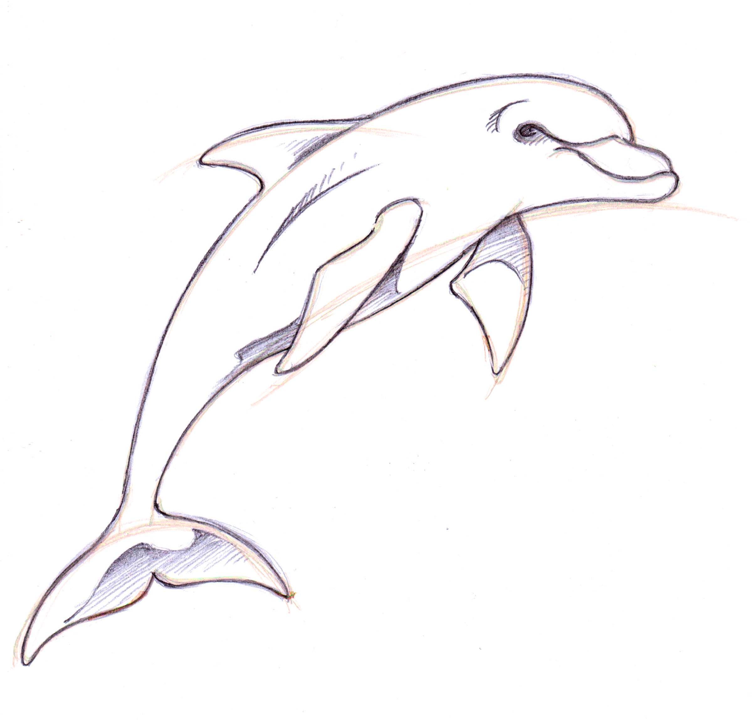 dolphins clipart living thing
