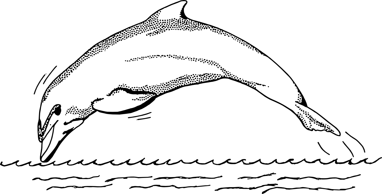 Clipart dolphin easy. Drawings outline 