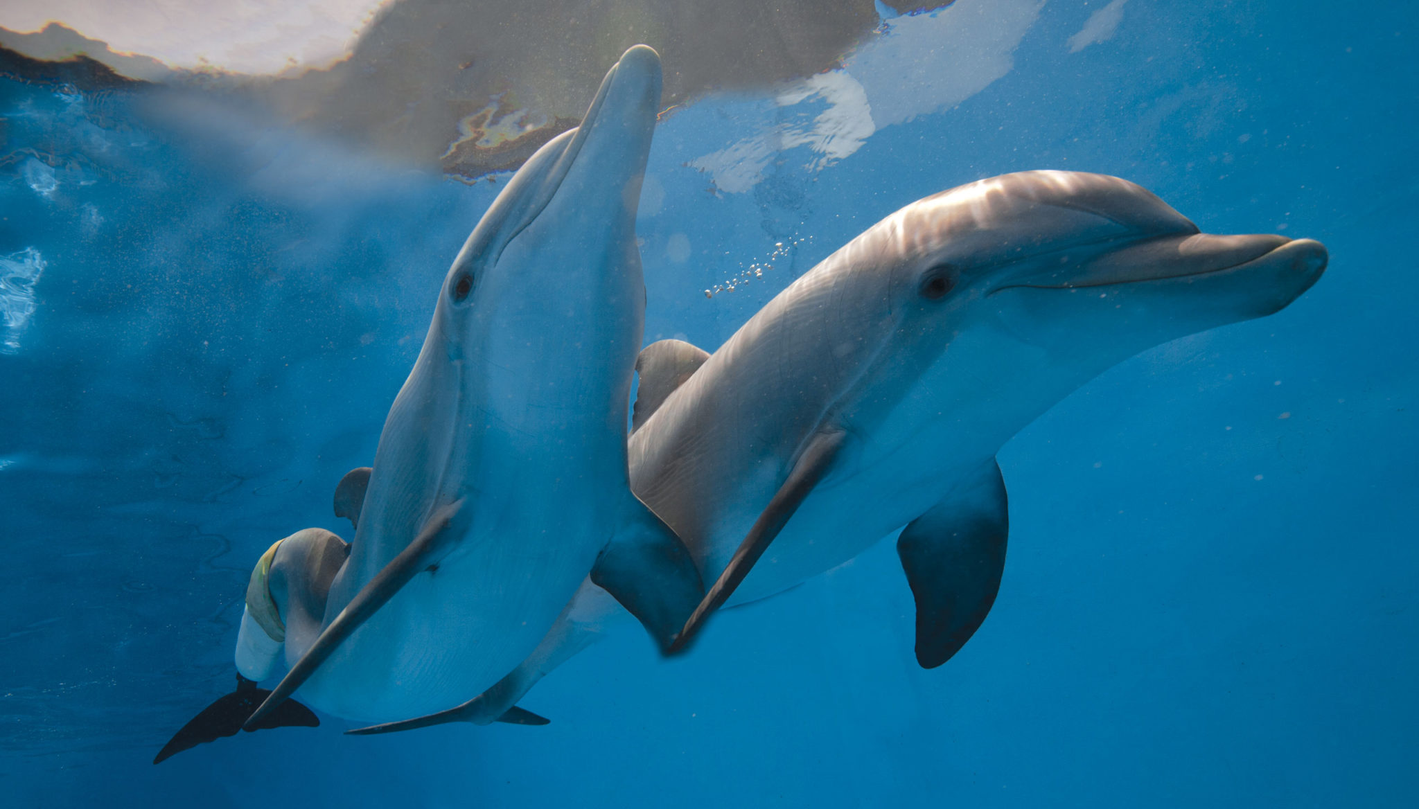 clipart dolphin female shark