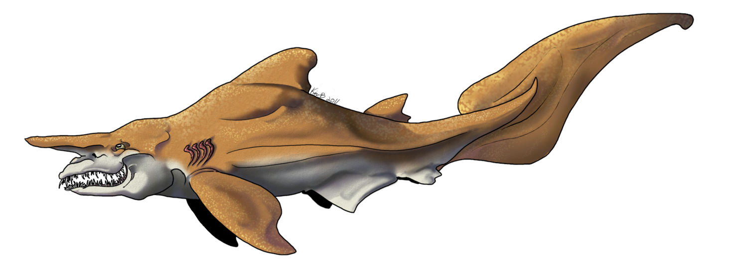 Dolphin female shark