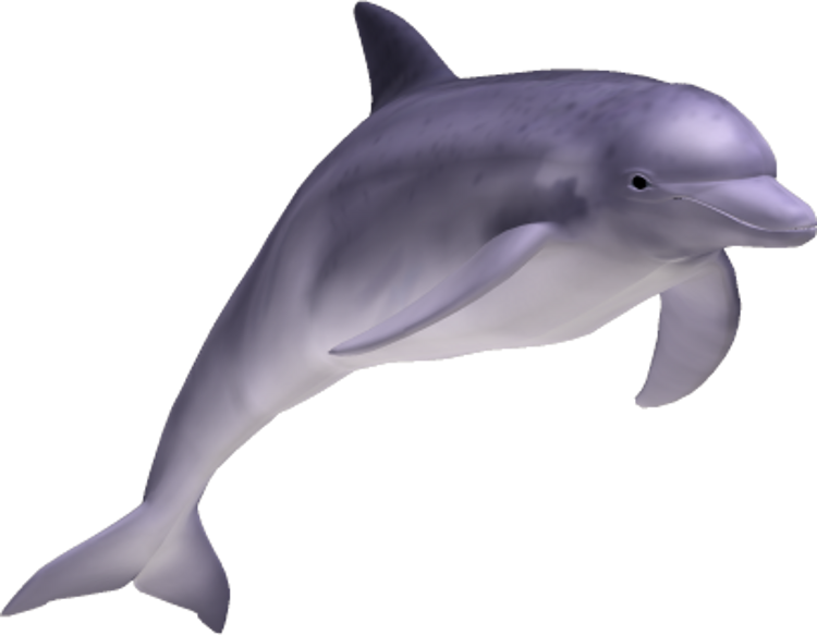 Dolphins clipart mammal. Dolphin by clipartcotttage on