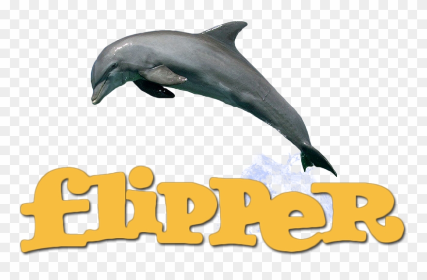 Dolphins clipart flipper. Dolphin png download pinclipart